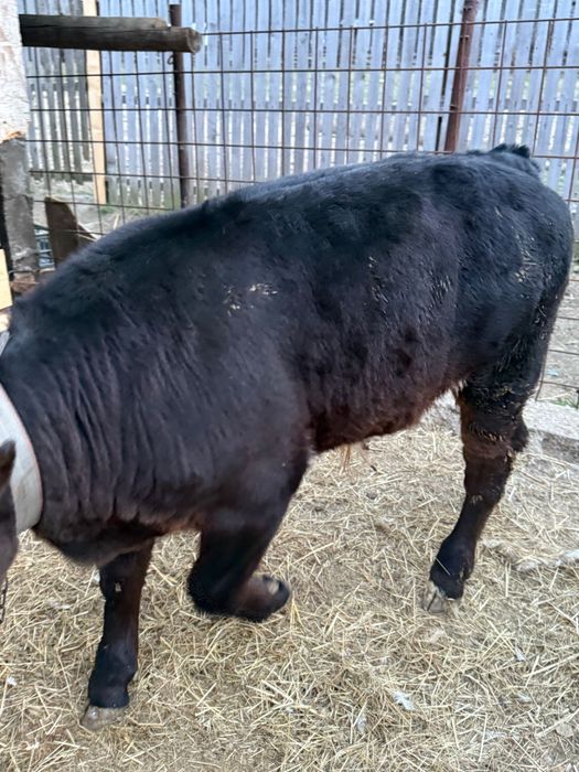 Vand Vitel mai multe detali la telefon