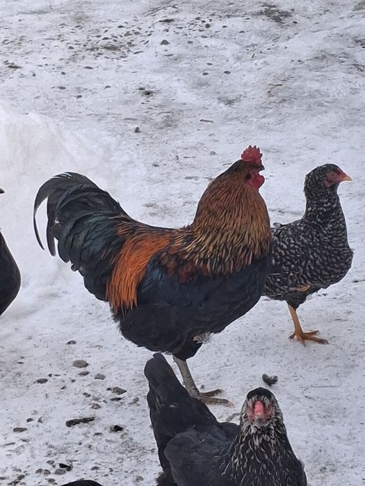 Продам молодого петуха