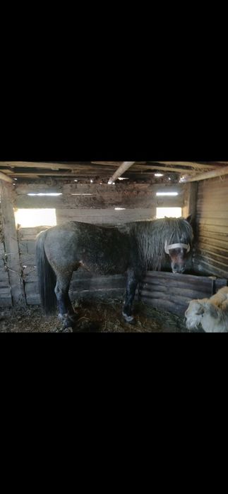 Айғыр,Жеребец Жирный