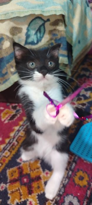 Продаётся котёнок девочка