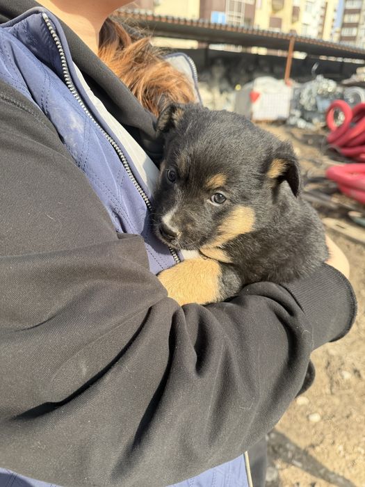 Отдам щенков в добрые руки