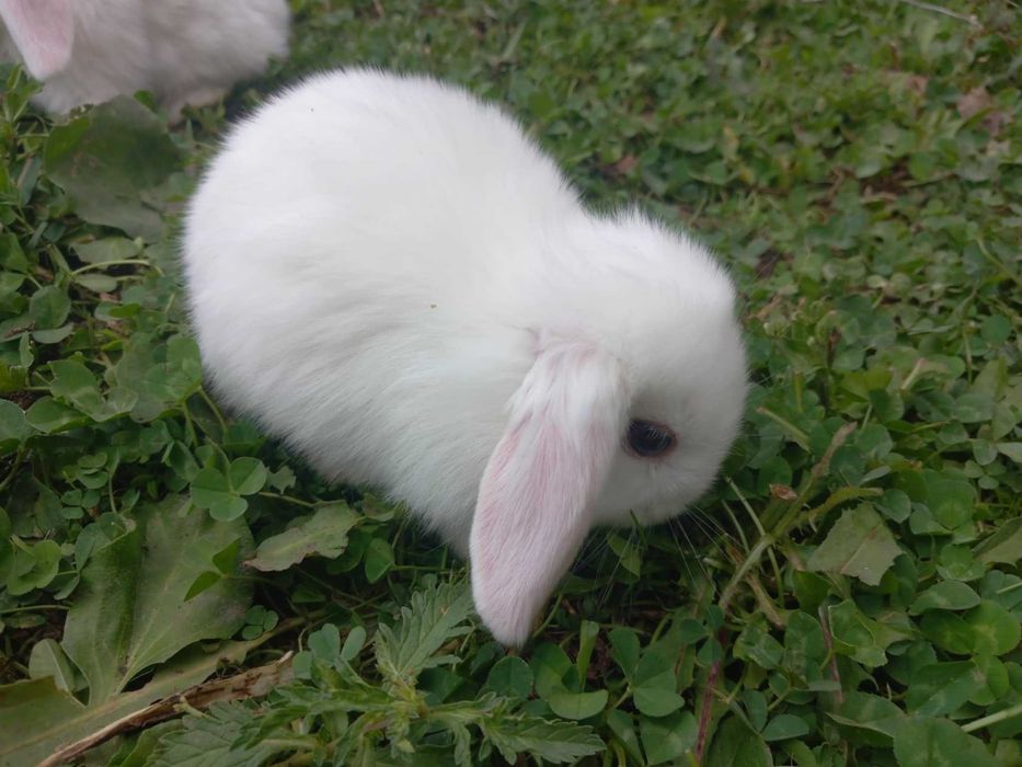 Iepurași pitici berbec german