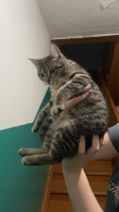 Кошечка (6-7 месяцев)