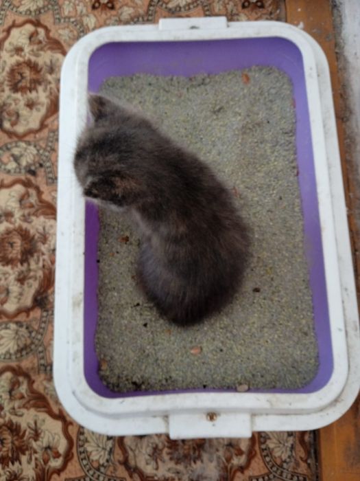 Продам Котят британцев