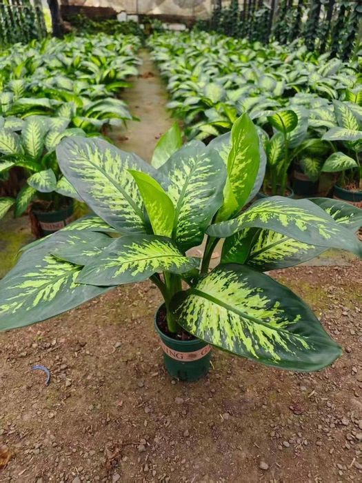 Xitoy Dieffenbachia guli