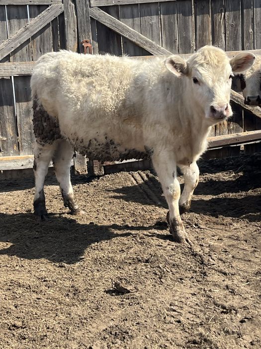 Продам бычков и телочку