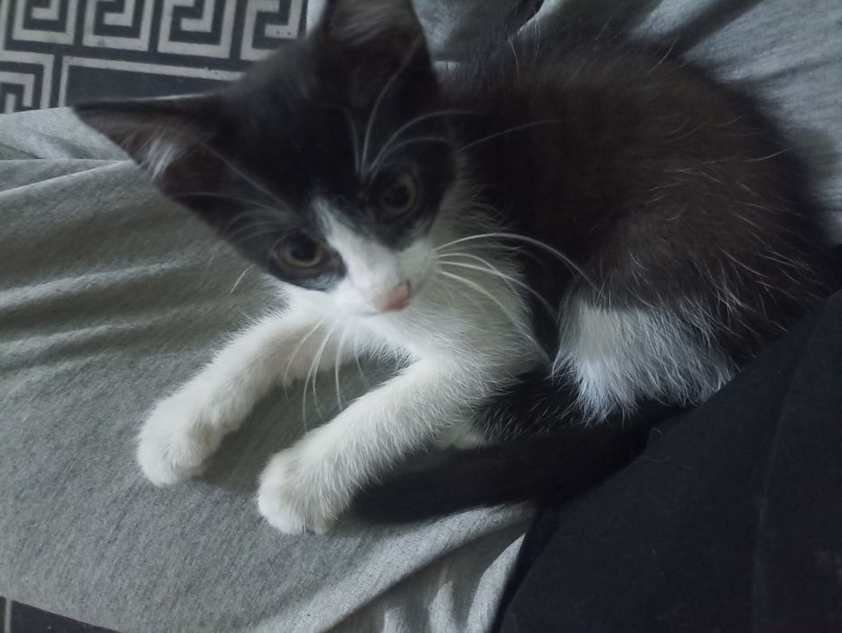 Котенок 2,5 мес. Мальчик