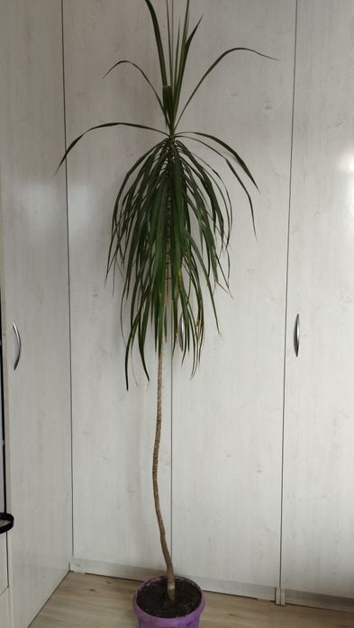 Продам драцену высота 2 метра