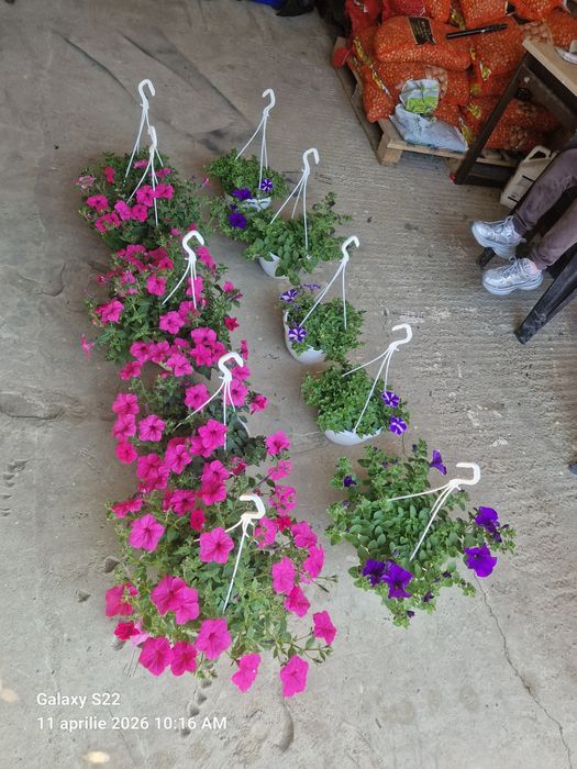 De vanzare Petuni Muscate 0758208858