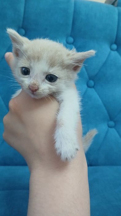 Отдаём котят бесплатно в хорошие руки