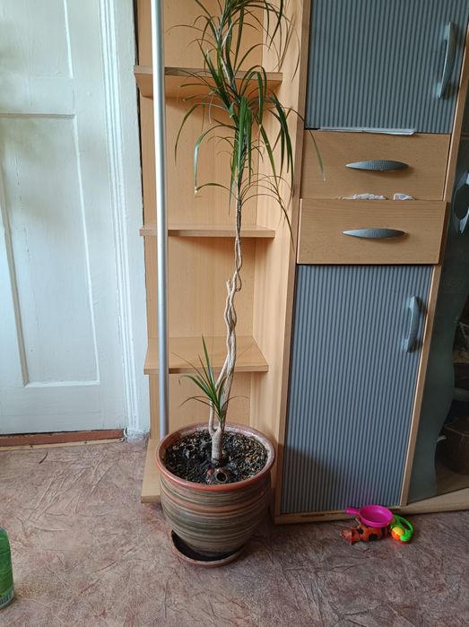 Напольные большие цветочки