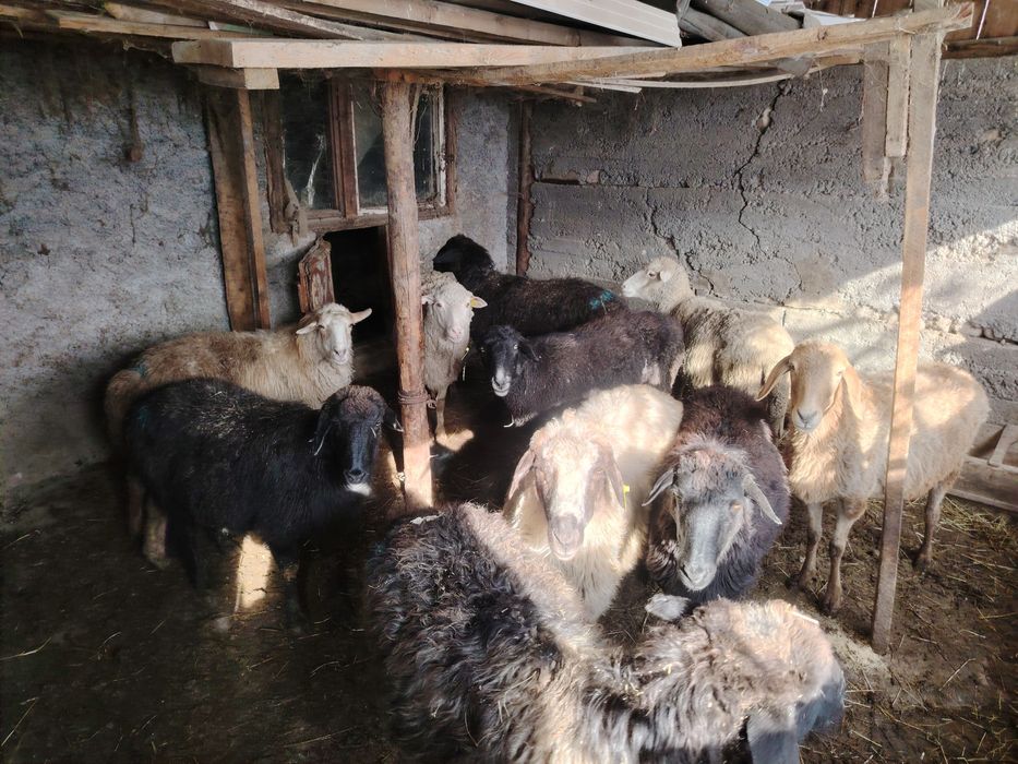 барашки на окoрме