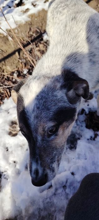 Отдам щенка в добрые руки