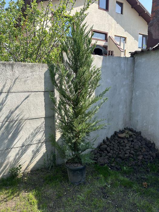 Leylandii chiparos