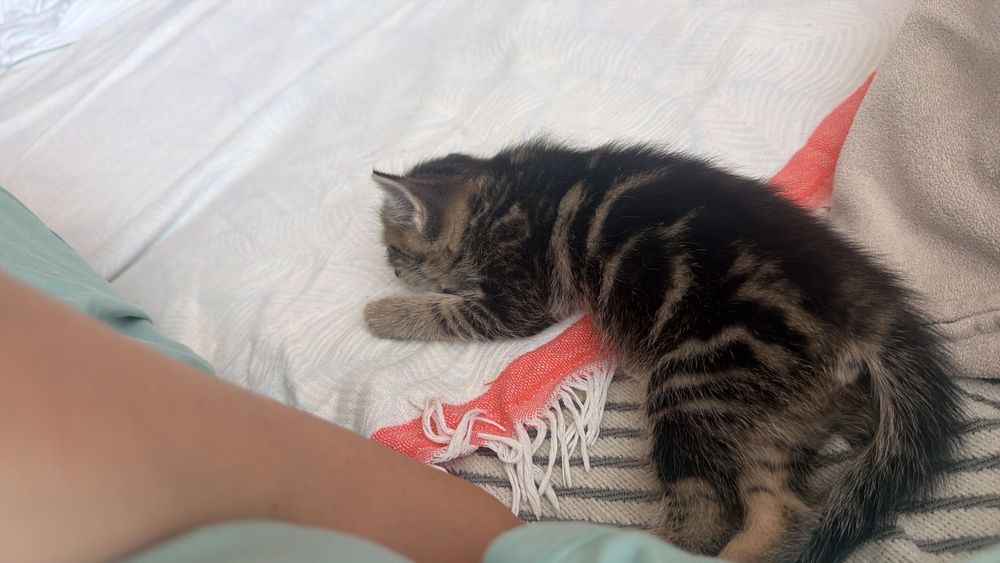 Шотландка котенок 1,5 месяца.