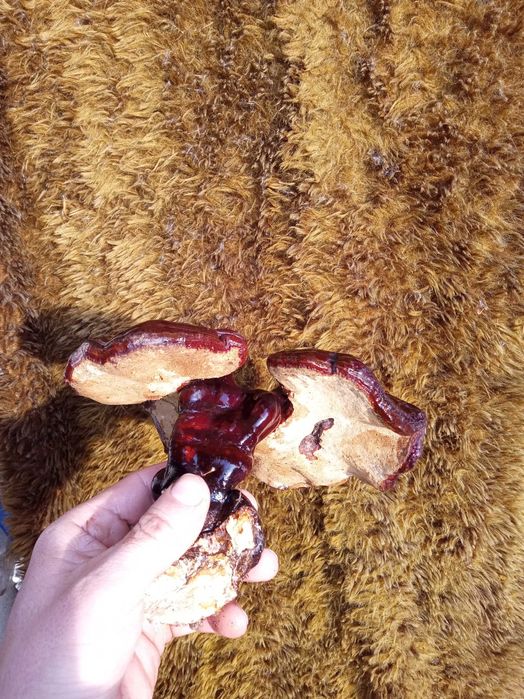 Reishi applanatum/Reishi carnosum elixirul tineretii