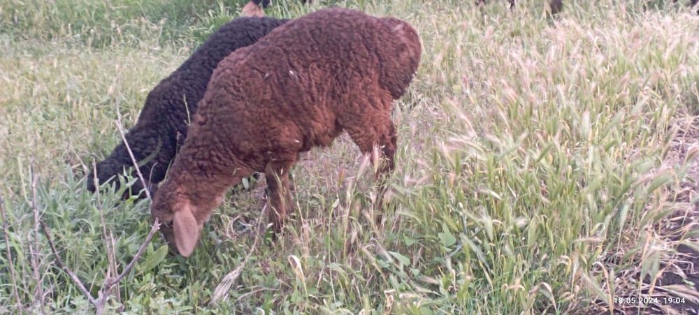 Qoy zotdor 2 ta bolasi bor yeb ichishiga jovob beramiz