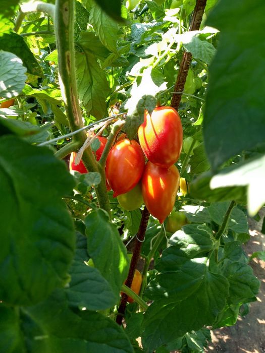 Vand rosii gradina 100% bio