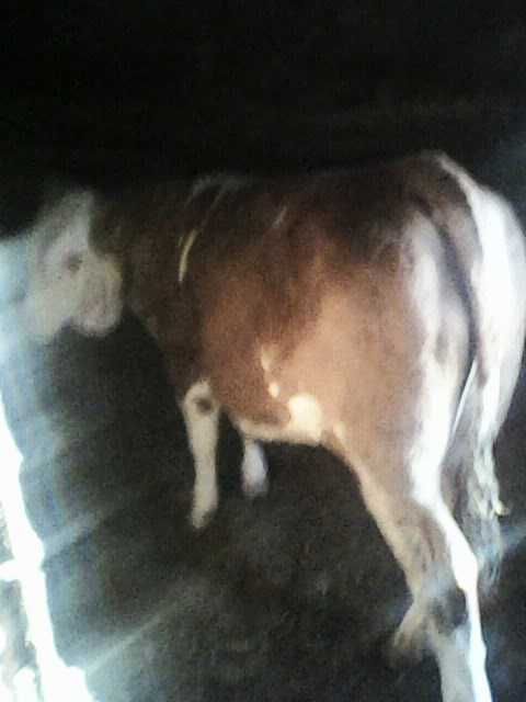 Juninca bălțată românească