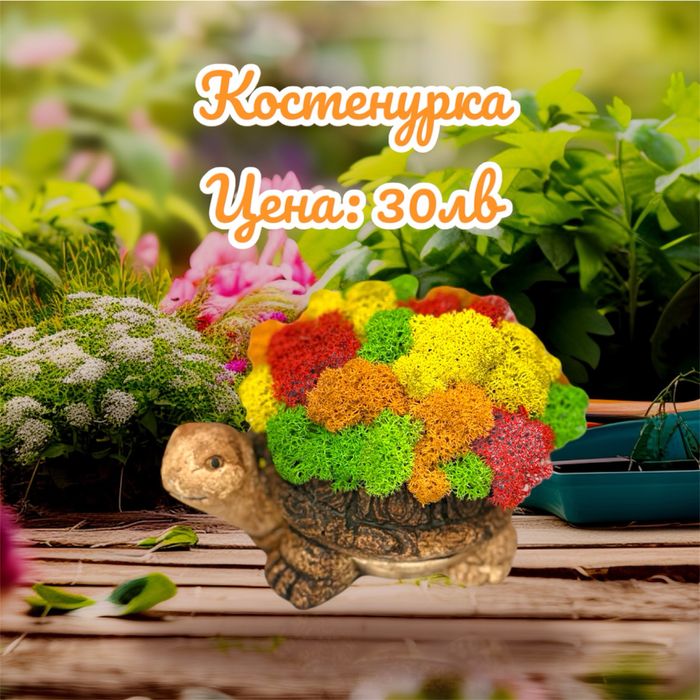 Костенурка със скандинавски мъх