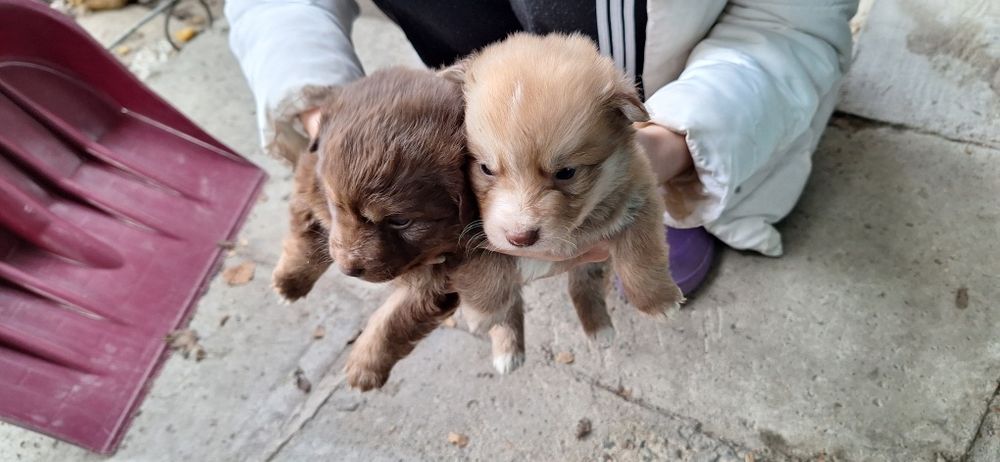 Отдам щенят хорошие руки