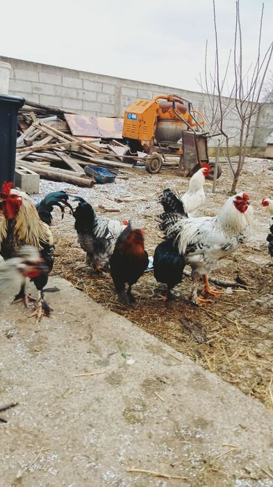 Vand 8 cocoși foarte frumosi