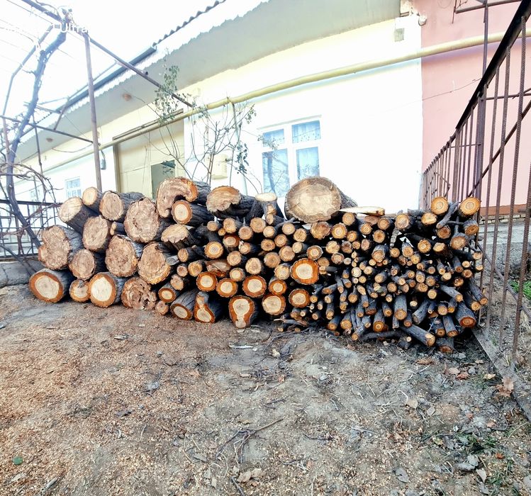 Ўтин сотилади. Залдори (O'rik) дарахти. Қуруқ ўтин