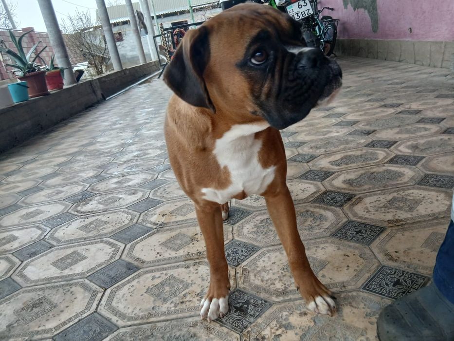 Боксёр немецкий.