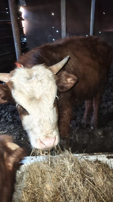 Продам бычка, откорм