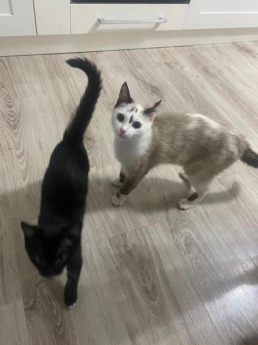 Кошки домашние приученные