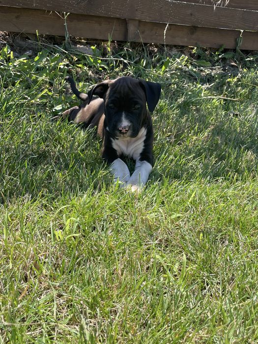 American Staffordshire Terrier