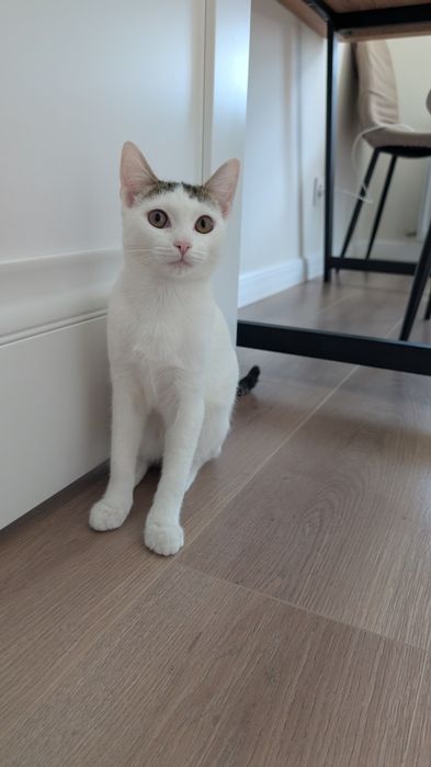 Котенок Девочка 4мес Милая Ласковая кошечка