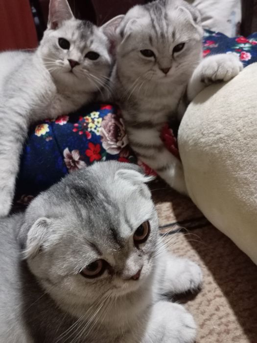 «Премиум-класс» Чистокровные шиншила серебристый