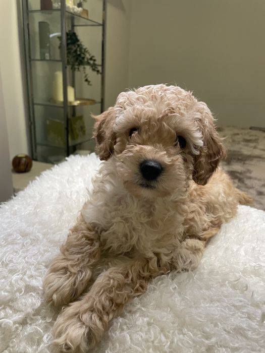 Мини Пудели - момче и момиче