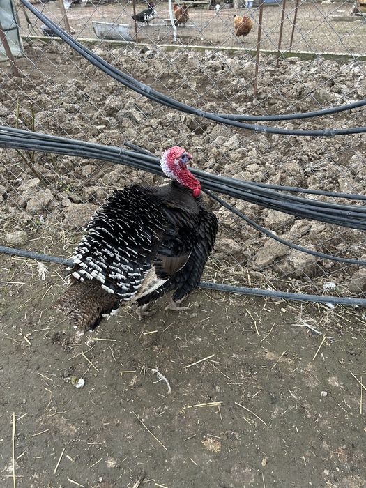 Vand rate si curcani