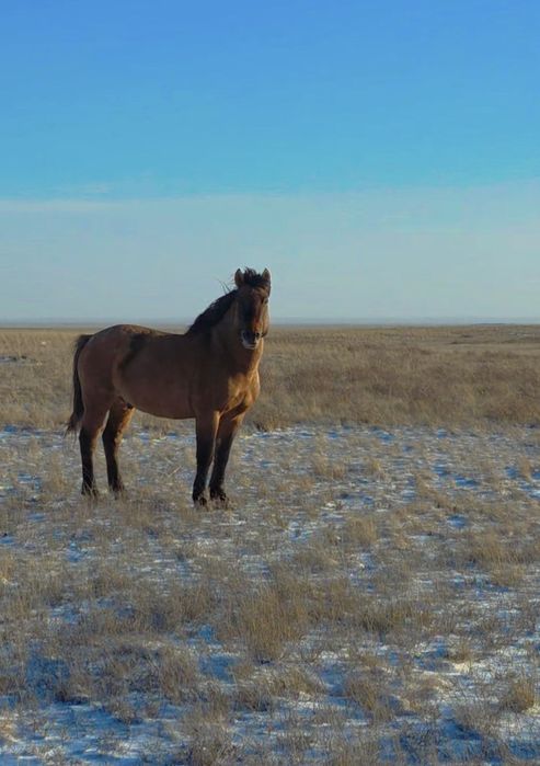 Кула башкир айгыр сатылады!