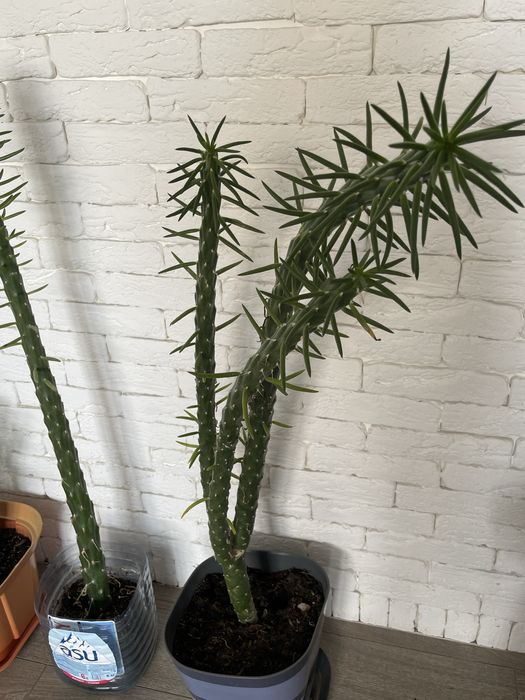 Опунция с острова Кипр