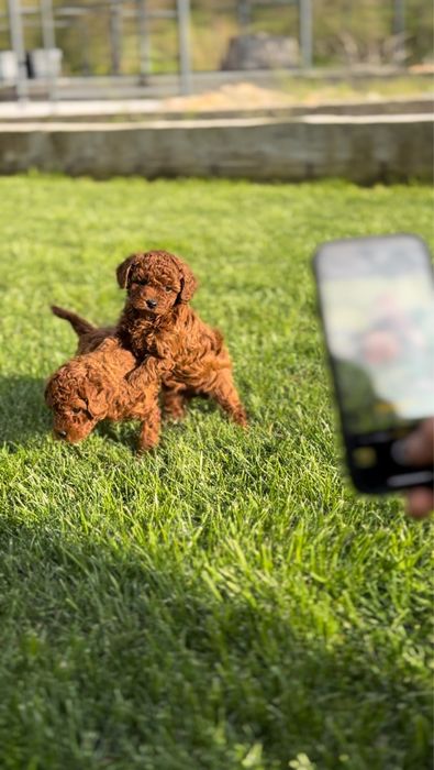 Пудел мини (Poodle Mini)