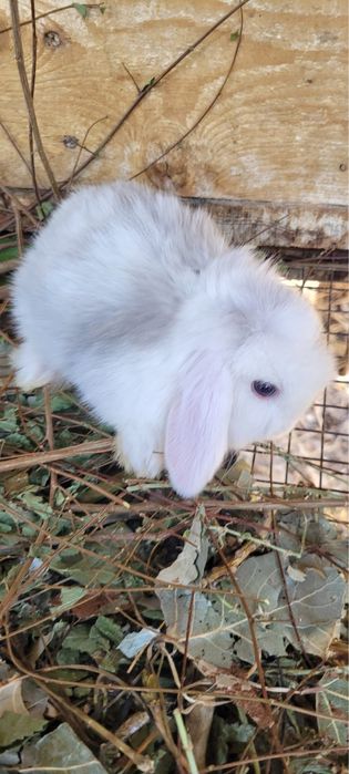 Кролики декоративные