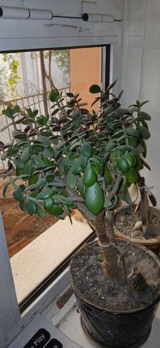 Денежное дерево и лекарственное растение - Калонхое (отдам даром)