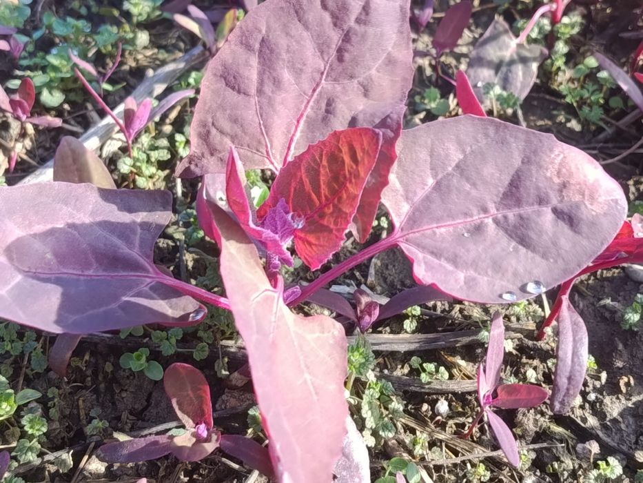 Samanta de loboda an 2025