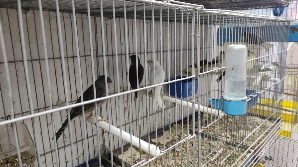 Канари всякакви видове.