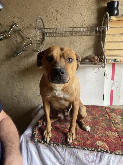 Кучук пидбул айол