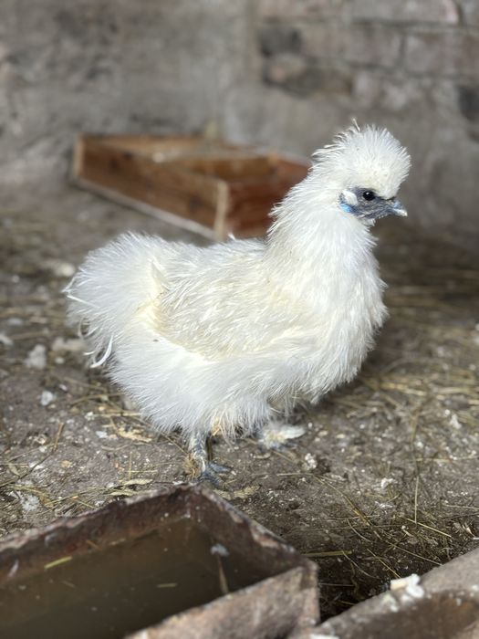 Pereche Matase japoneza