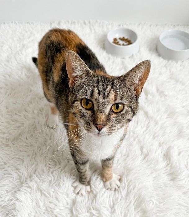 Adopție Princess   - Fetita Sterilizata