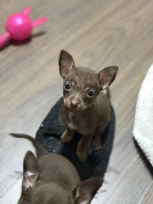 Той терьер щенки