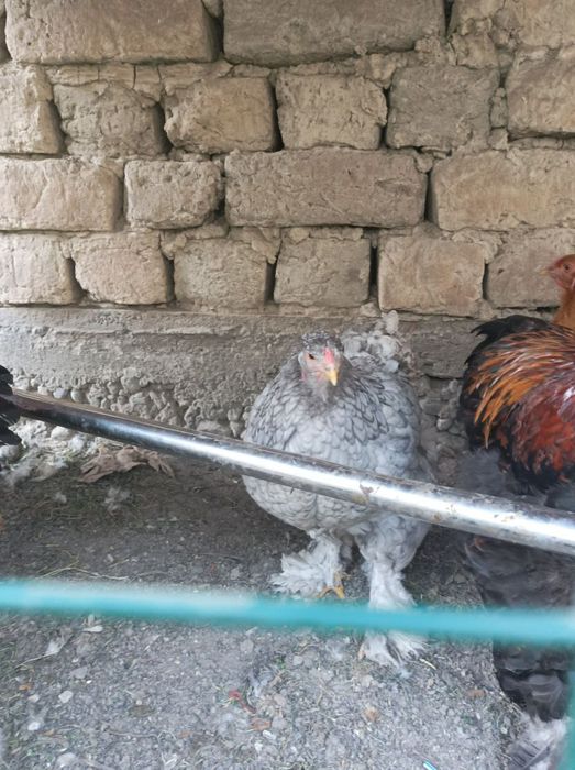 Brama Ho'rozlari sotiladi