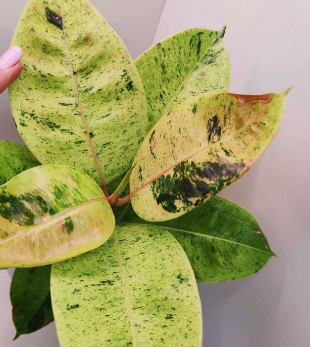 Фикус Эластика Шрайвериана или Муншайн