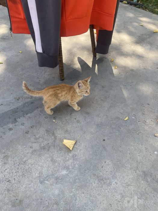 котята бесплатно