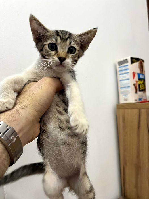 Adoptie: pisoi motanei de 3.5 luni, foarte iubitori, obisnuiti la litiera